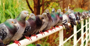 Rang de pigeons